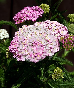 Lilac-pink coloured flowers of yarrow in bloom