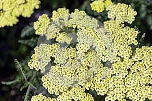 Achillea filipendulina, known as fernleaf yarrow, milfoil or nosebleed - Asian species of flowering plant in the sunflower family