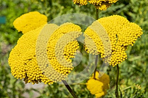 Achillea fillpendulina `Gold Plate`