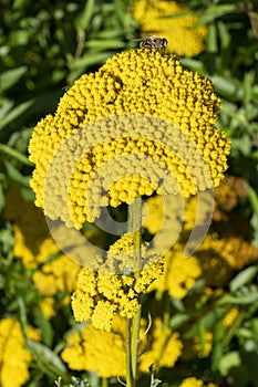 Achillea fillpendulina `Gold Plate`