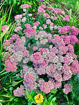 Achillea flowers blooming