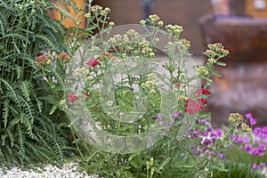 Achillea glaberrima perennial plant used in landscape design photo