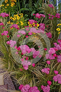 Achillea milefoiu apfelbute and stipa grass