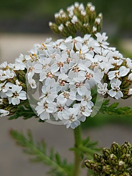 Achillea Millefolium