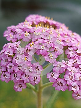 Achillea millefolium