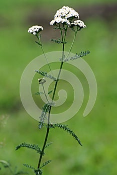 Achillea millefolium photo