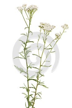 Achillea millefolium photo