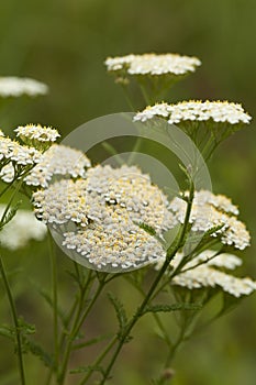 Achillea millefolium photo