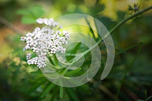 Achillea Millefolium