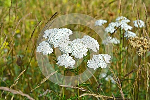 Achillea millefolium