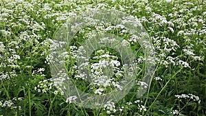 Achillea millefolium or common yarrow