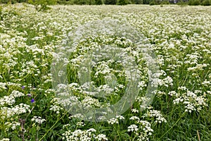 Achillea millefolium or common yarrow