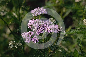 Achillea millefolium - Common yarrow flowering plant photo