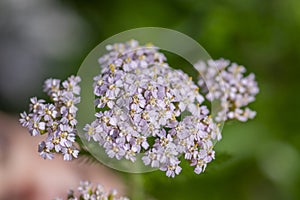 Achillea millefolium common yarrow flowers in bloom, beautiful wild flowering plant on the meadow