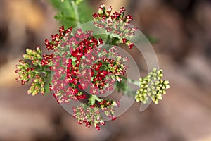 Achillea millefolium common yarrow flowers in bloom, beautiful wild flowering plant on the meadow