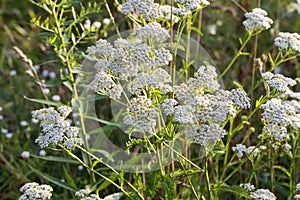 Achillea millefolium,  common yarrowwhite flowers macro selective focus