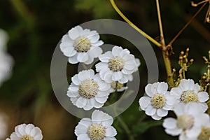 Achillea millefolium, commonly known as yarrow, blooming in spring