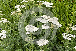 Achillea millefolium, commonly known as yarrow or common yarrow