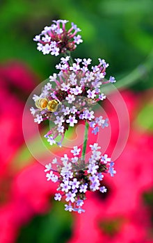 Achillea millefolium, commonly known as yarrow or common yarrow,