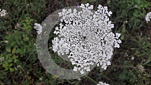 Achillea millefolium, commonly known as yarrow or common yarrow flower in Duboko village, near Uzice