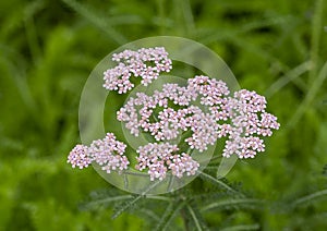 Achillea millefolium, commonly known as yarrow or common yarrow, at the Fort Worth Botanic Garden, Texas.