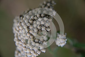 Achillea millefolium, commonly known as yarrow, detail of blossom