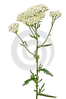 Achillea millefolium flower photo