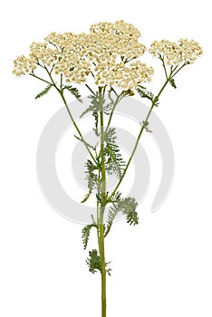 Achillea millefolium flower
