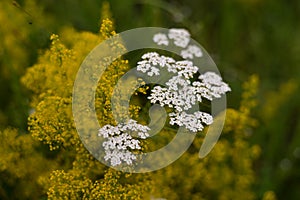 Achillea millefolium and Galium verum two species of wild medicinal plants grown in the field in the spring season. flowers with h