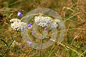 Achillea millefolium growing in a wild meadow.