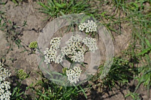 Achillea millefolium, a hairy herb with a rhizome, an Asteraceae family