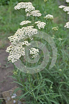 Achillea millefolium, a hairy herb with a rhizome, an Asteraceae family