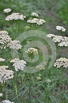 Achillea millefolium, a hairy herb with a rhizome, an Asteraceae family