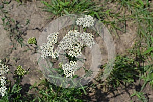 Achillea millefolium, a hairy herb with a rhizome, an Asteraceae family