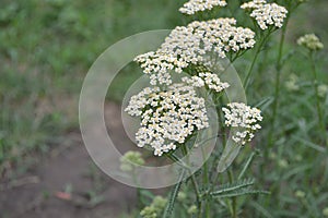 Achillea millefolium, a hairy herb with a rhizome, an Asteraceae family