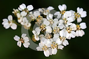 A macro close up view of white yarrow flowers in bloom photo