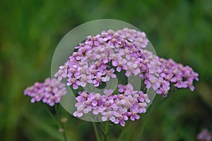 Achillea millefolium, known commonly as yarrow. Wildflower