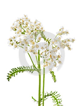 Achillea millefolium L., milfoil photo