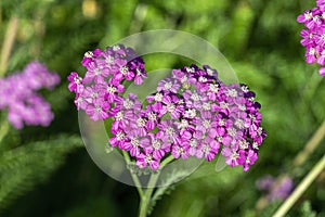 Achillea millefolium `Lilac Beauty` photo