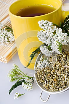 Achillea millefolium plant with flowers / fresh Yarrow tea