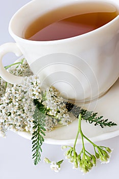 Achillea millefolium plant with flowers / fresh Yarrow tea photo