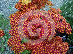 Achillea millefolium `Walther Funcke`