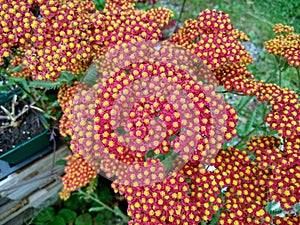 Achillea millefolium `Walther Funcke`