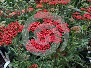 Achillea millefolium 'Walther Funcke'