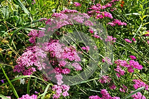 Achillea millefolium, yarrow or common yarrow, is a flowering plant in the family Asteraceae. Old man's