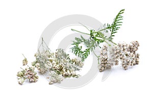 Achillea millefolium yarrow dried and fresh