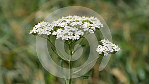 Achillea millefolium. Yarrow flower close up