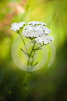 Achillea millefolium (yarrow) white wild flower