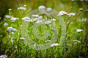 Achillea millefolium (yarrow) white wild flower