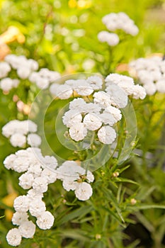Achillea ptarmica